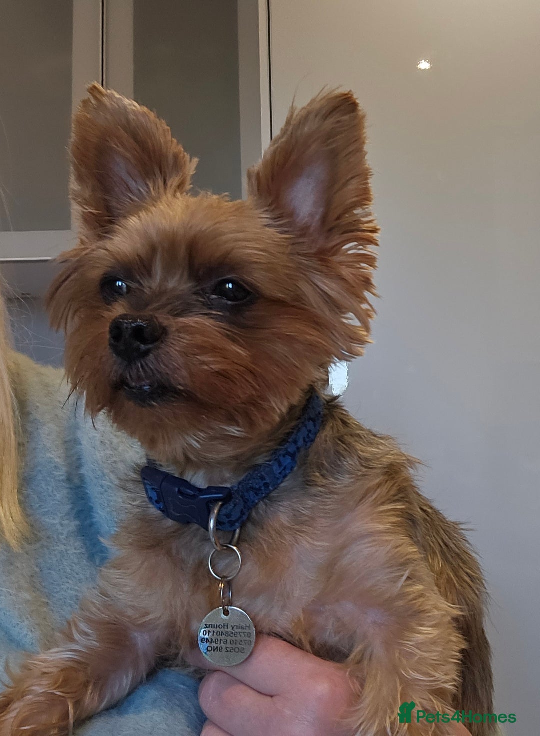 Yorkshire Terrier dogs for adoption: Gorgeous Yorkshire Terrier for Adoption  - Image 4