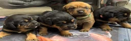 Rottweiler dogs for sale: Rottweilerx - Advert 5