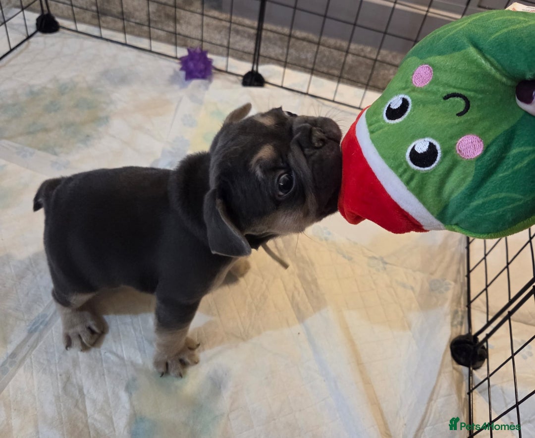 French Bulldog dogs for sale: 3x beautiful girl french bulldog puppies  - Advert 27