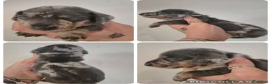 Miniature Dachshund 1