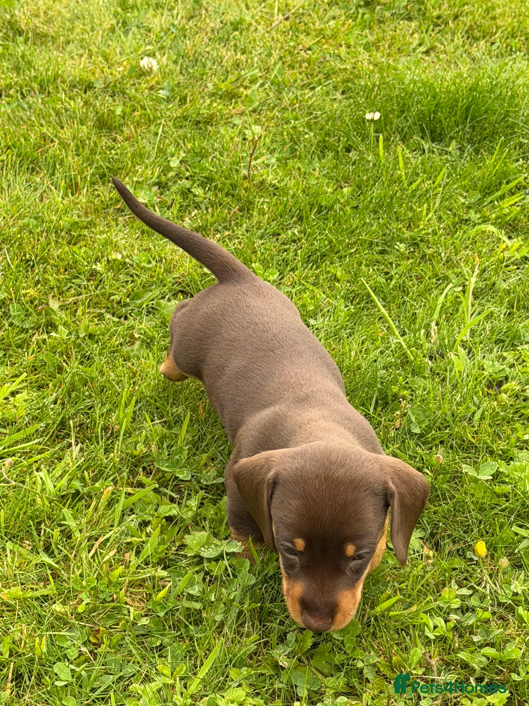 Dachshund dogs for sale: Gorgeous  Dachshund puppies for sale in Dorchester - Advert 2