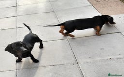 Miniature Dachshund dogs for sale: 2 beautiful dachshunds left  - Image 9