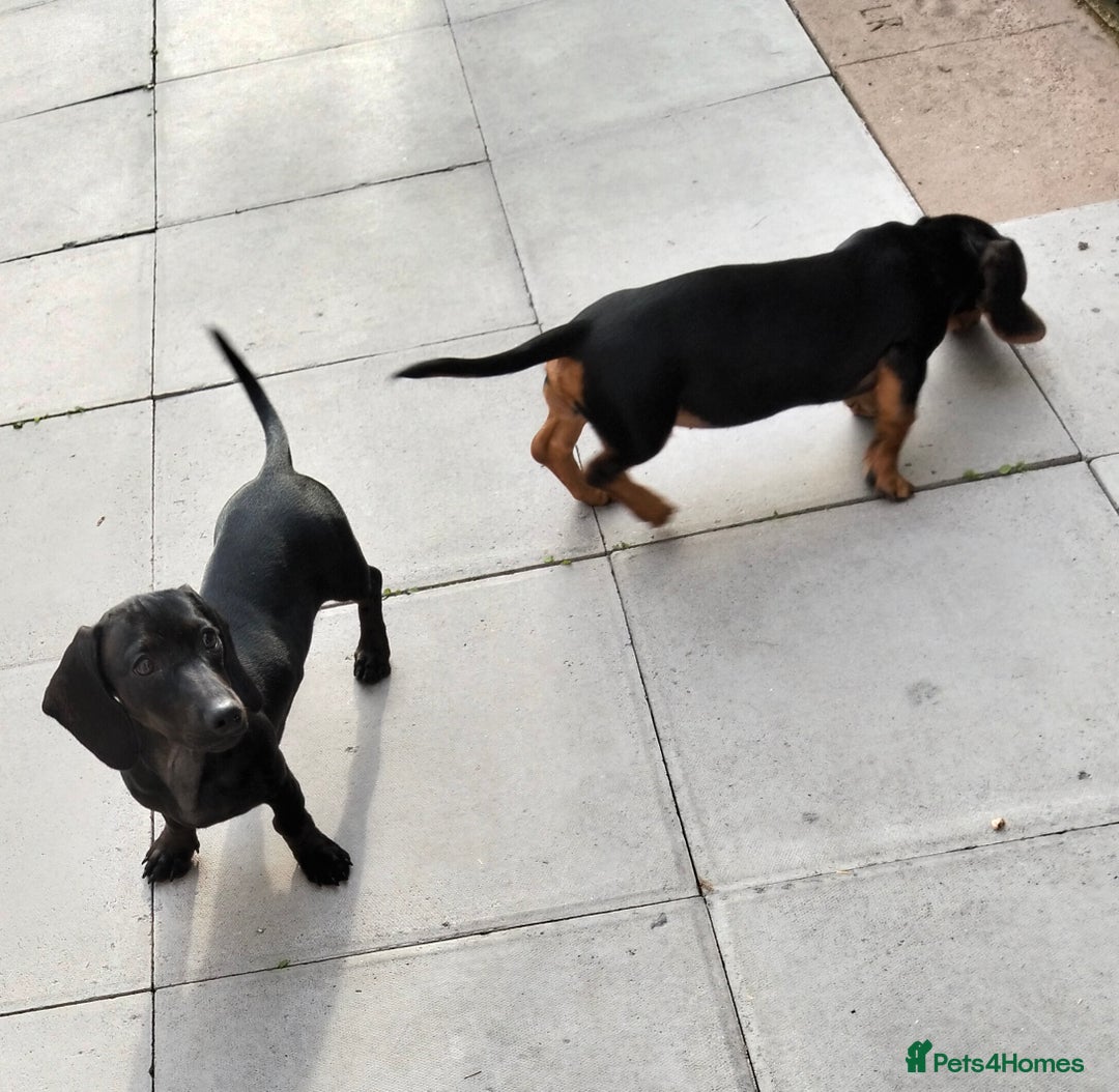 Miniature Dachshund dogs for sale: 2 beautiful dachshunds left  - Image 9