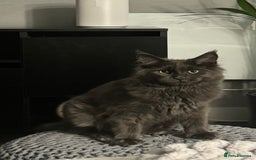 Maine Coon cats for sale: Maine Coon - Image 1