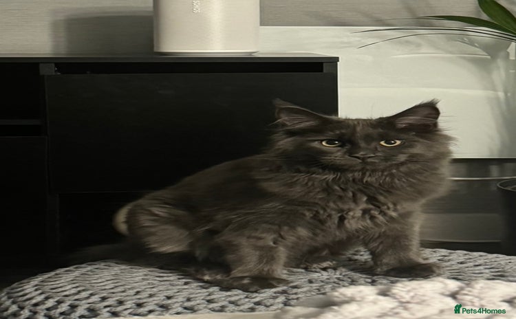 Maine Coon cats - Advert 5