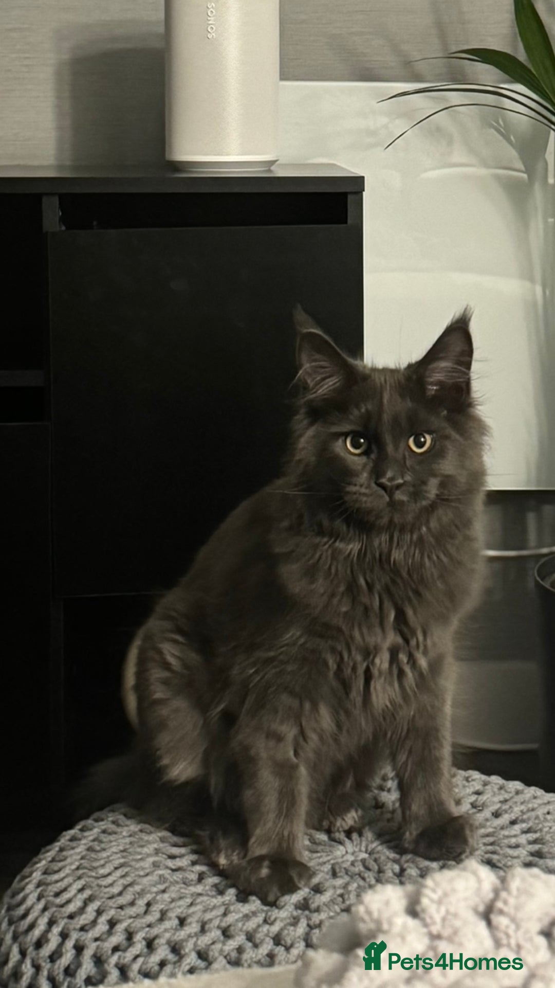 Maine Coon cats for sale: Maine Coon - Image 1