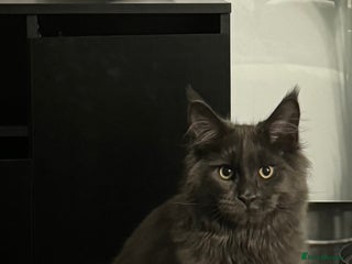 Maine Coon cats - Advert 24