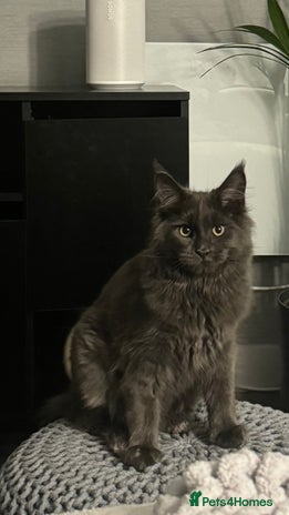 Maine Coon cats - Advert 10