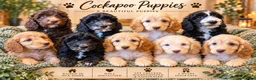 Cockapoo dogs for sale:  Girls Only from DNA Tested Parents  - Advert 2
