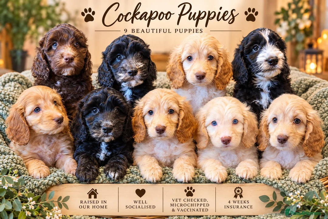 Cockapoo dogs for sale:  Girls Only from DNA Tested Parents  - Advert 2
