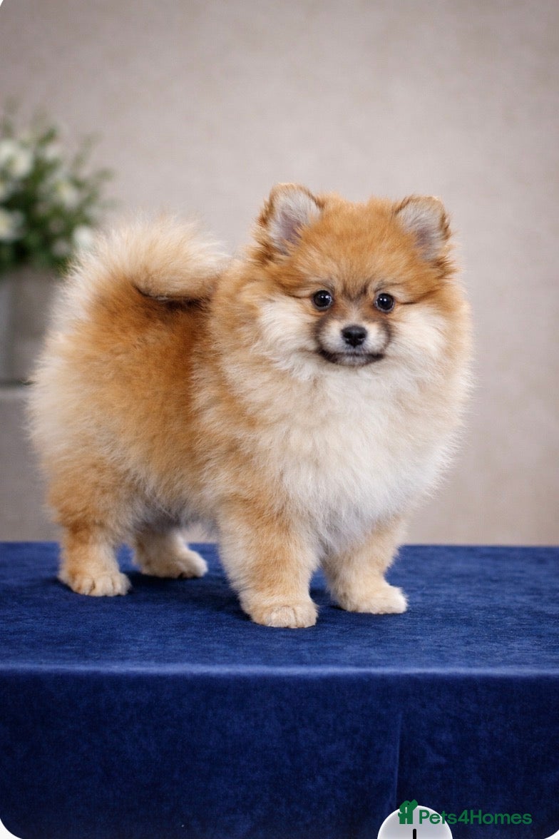 Pomeranian dogs Pomeranian puppies - Advert 1