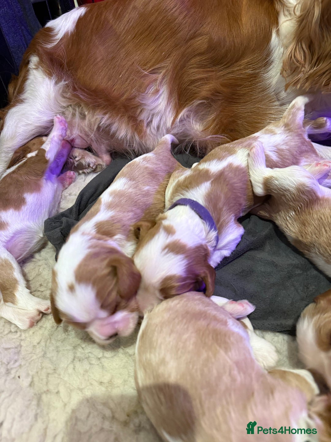 Cavalier King Charles Spaniel dogs for sale: King Charles Cavalier Puppies 5⭐️Breeder Blenheim - Advert 5