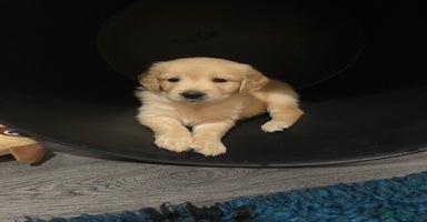 Golden Retriever dogs - Advert 11