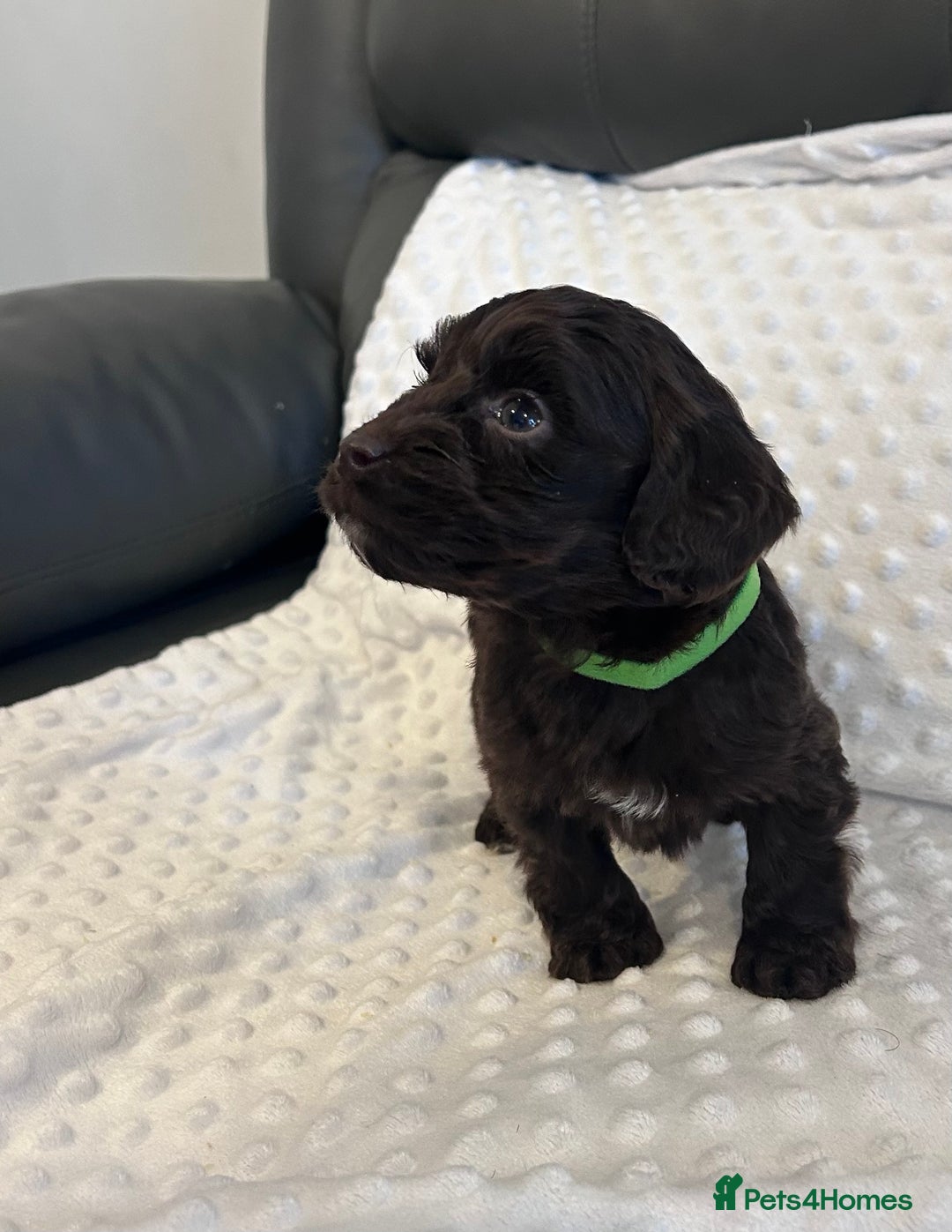 Cockapoo dogs for sale: Cockapoo puppies  - Advert 3