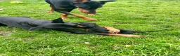 Dobermann dogs for sale: European Doberman puppies 3 available!! - Advert 4