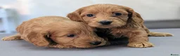 Cockapoo dogs for sale: Licensed breeder, health tested F1 cockapoos - Advert 25