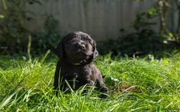 Sprocker dogs for sale: F1 health tested working Sprockers - Image 6