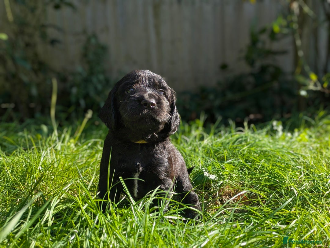 Sprocker dogs for sale: F1 health tested working Sprockers - Image 6