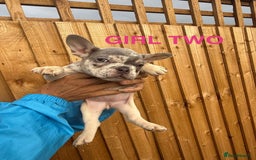 French Bulldog dogs for sale: French Bulldog Puppies - Image 4