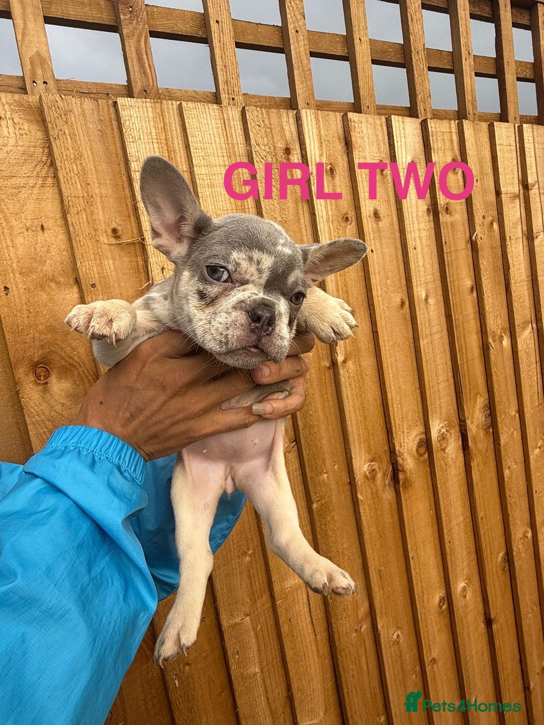 French Bulldog dogs for sale: French Bulldog Puppies - Image 4
