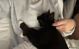 British Shorthair cats for sale: Male Cat for sale!  - Image 3
