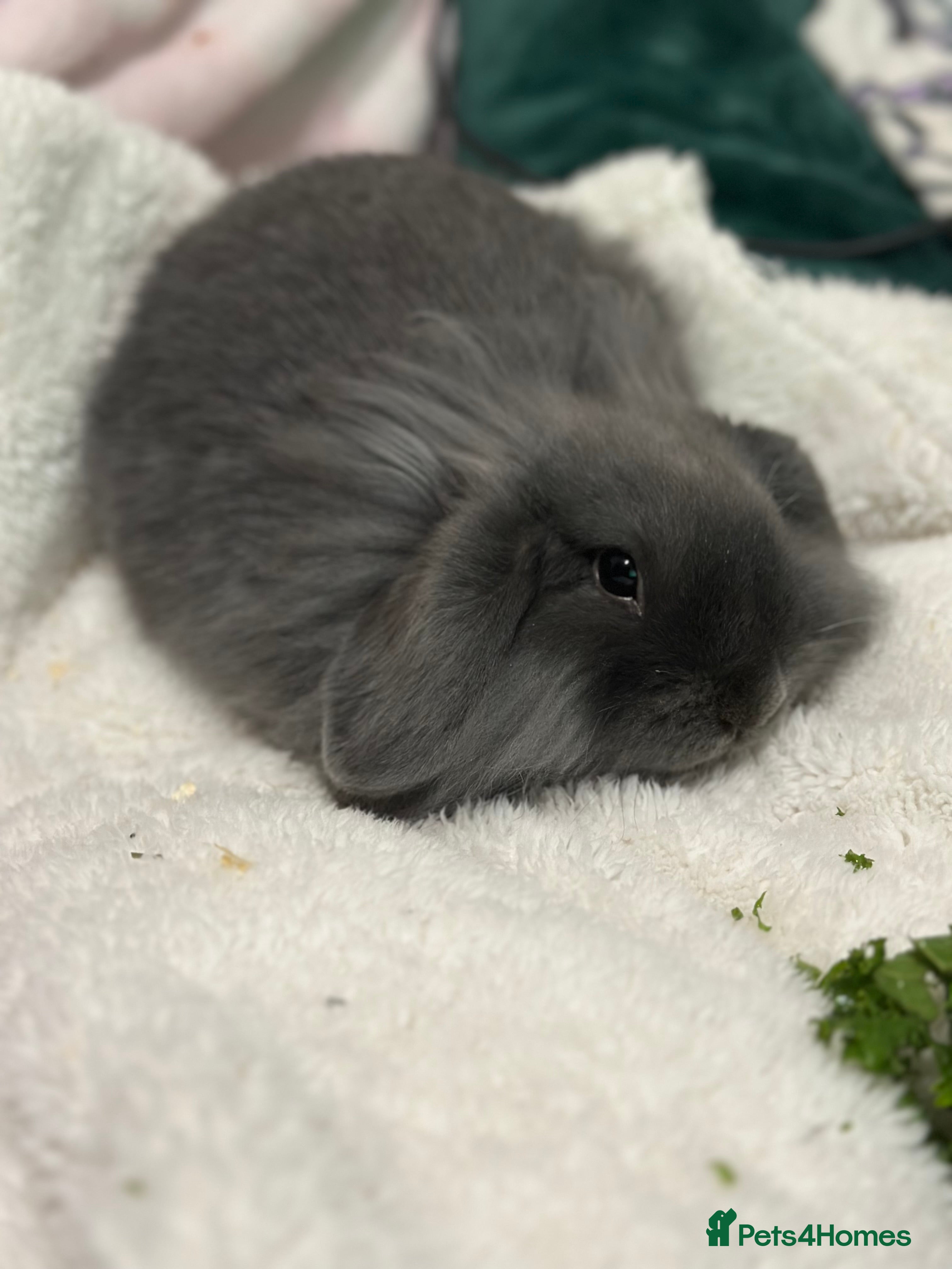 Mini Lop rabbits Grey female mini lop baby rabbit  - Advert 1
