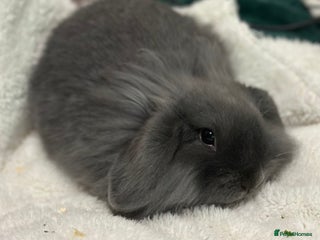 Mini Lop rabbits Grey female mini lop baby rabbit - Advert 1