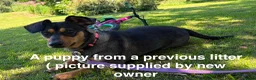 Mixed Breed dogs for sale: 🐾 ✨POMSKY X MINIATURE DACHSHUND PUPPIES ✨🐾 - Advert 26
