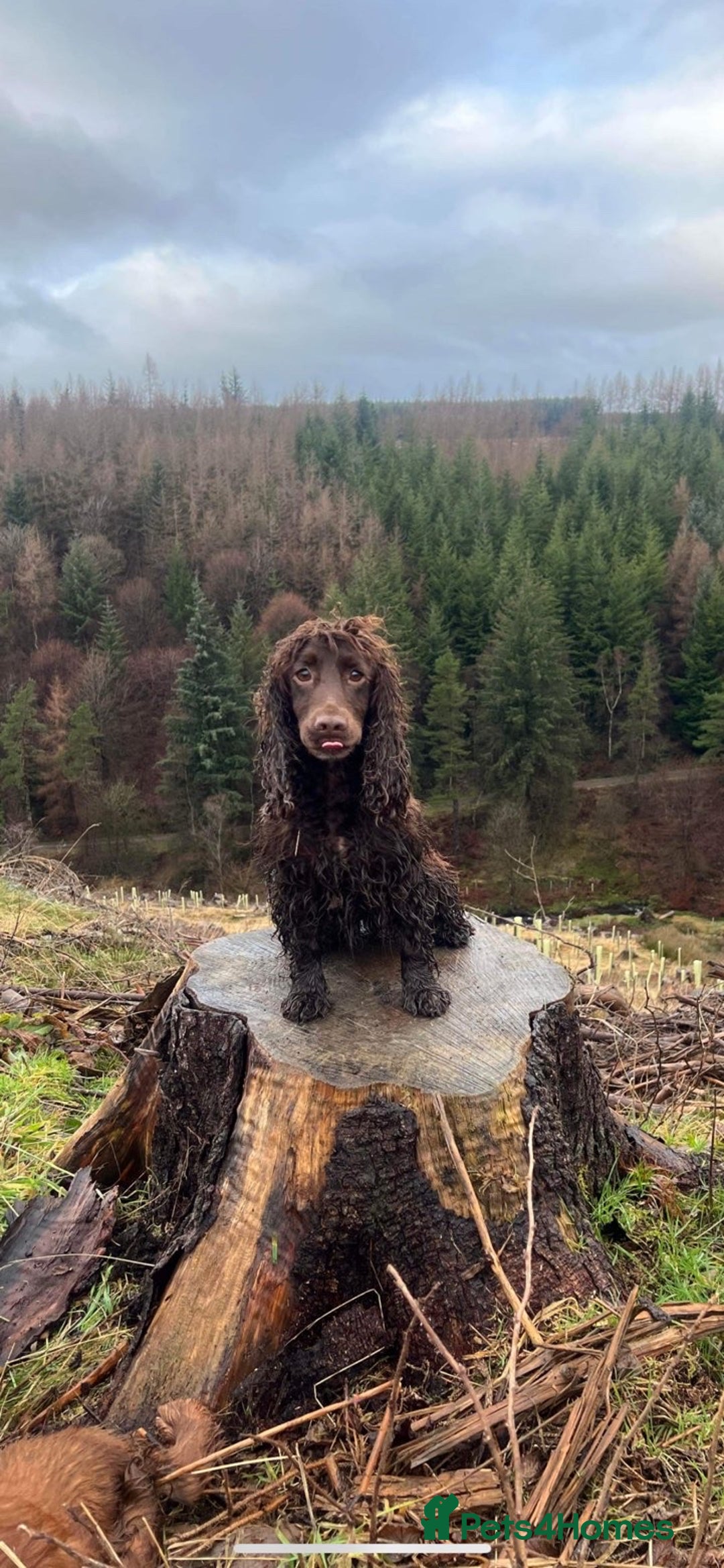 Cocker Spaniel dogs for sale: PEDIGREE COCKER SPANIEL PUPPIES  - Advert 7