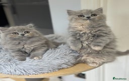 British Shorthair cats for sale: GCCF registered British longhairs and Shorthairs - Image 17