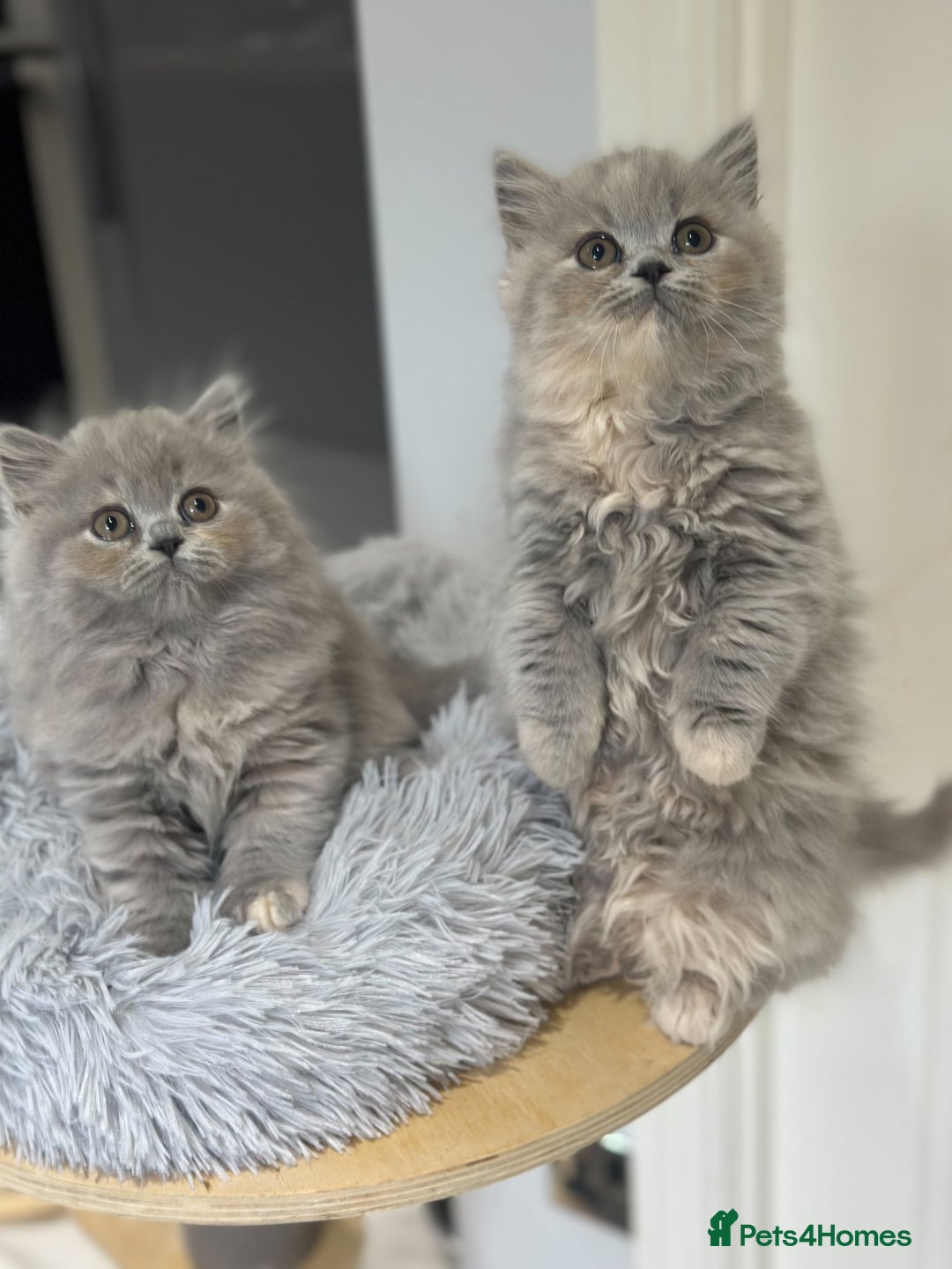 British Shorthair cats for sale: GCCF registered British longhairs and Shorthairs - Image 17