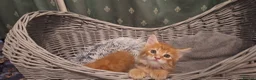 Maine Coon cats for sale: 😻😻😻😻 Maine Coon Kittens Ready Soon Red Tabby F - Advert 23