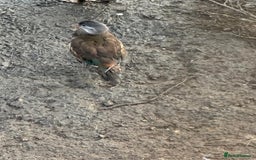 Ducks poultry for sale: Mandarin Ducks - Image 2