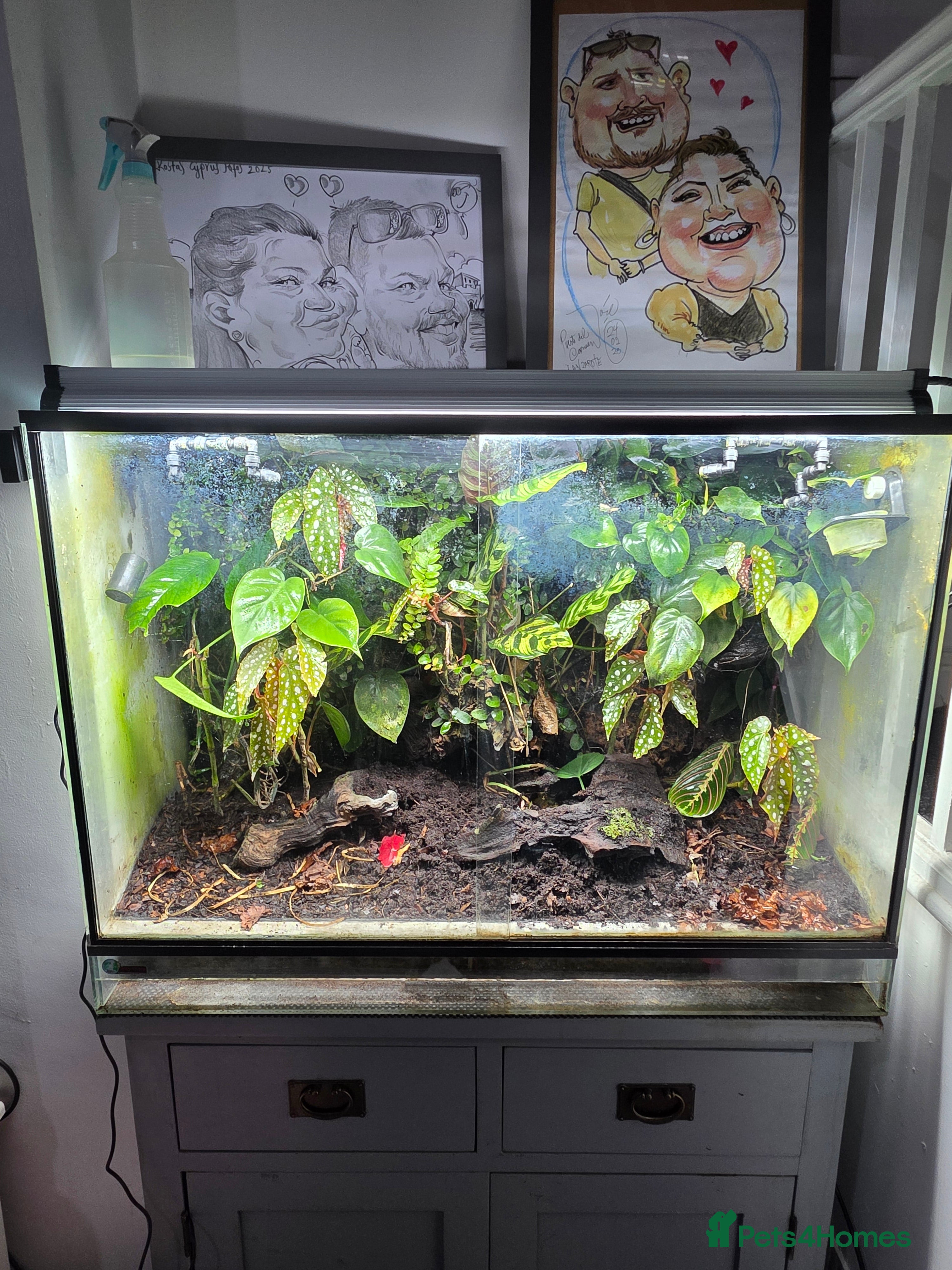 Frog reptiles Dart frogs plus viv  - Advert 7