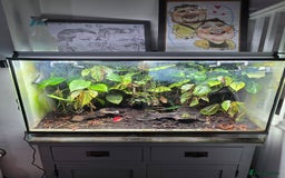 Frog reptiles for sale: Dart frogs plus viv  - Advert 1