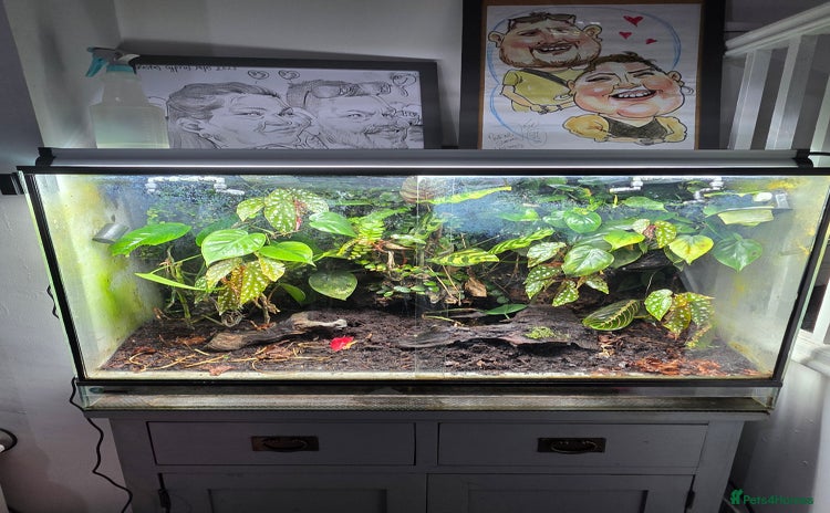 Frog reptiles Dart frogs plus viv  - Advert 1