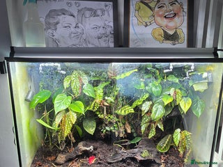 Frog reptiles Dart frogs plus viv - Advert 1