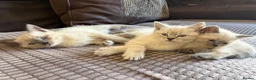 Mixed Breed cats for sale: 2 beautiful Ragdoll x tabby kittens  - Advert 4