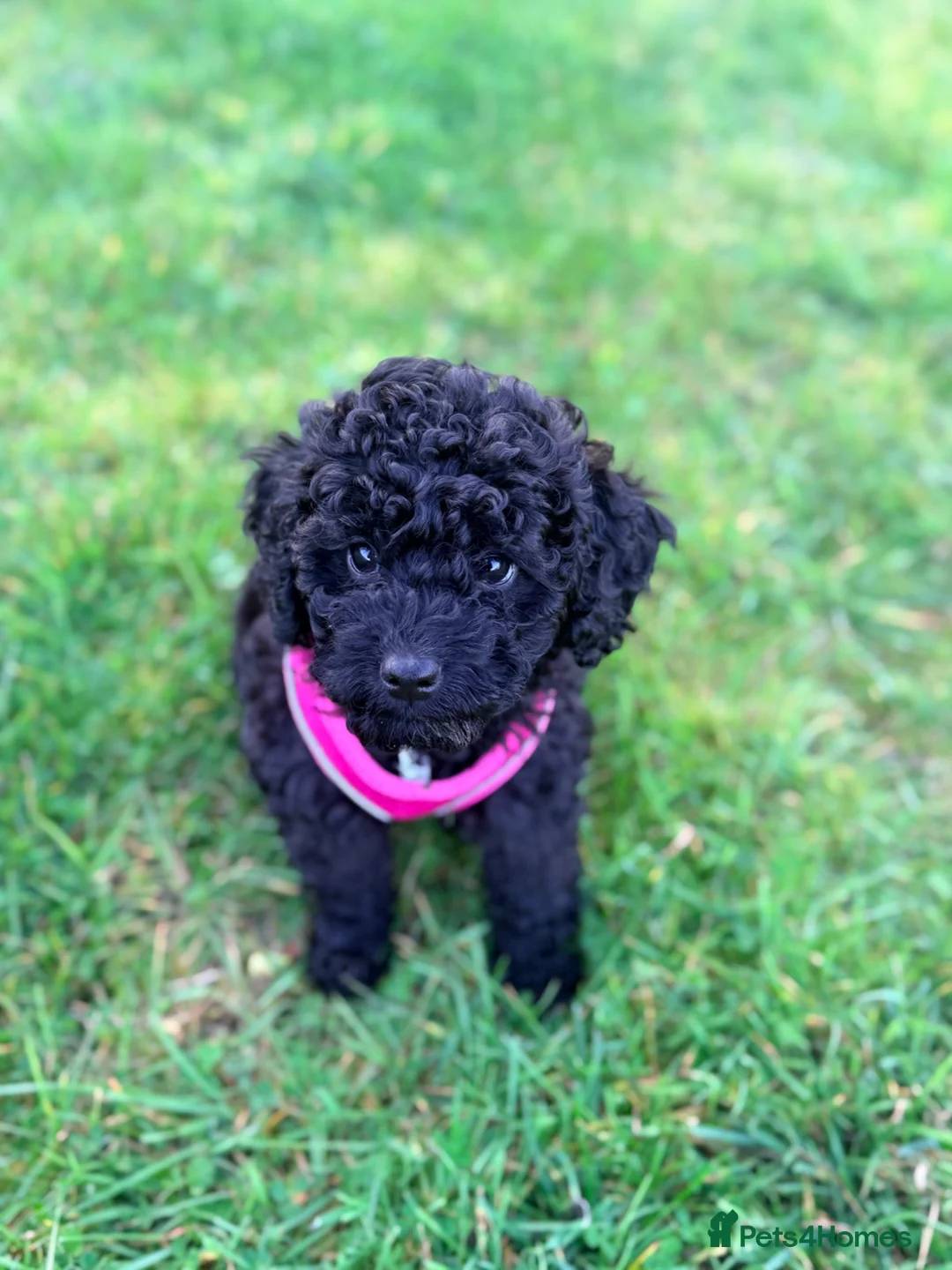 Cockapoo dogs for sale: Cockapoo F1B  - Advert 2