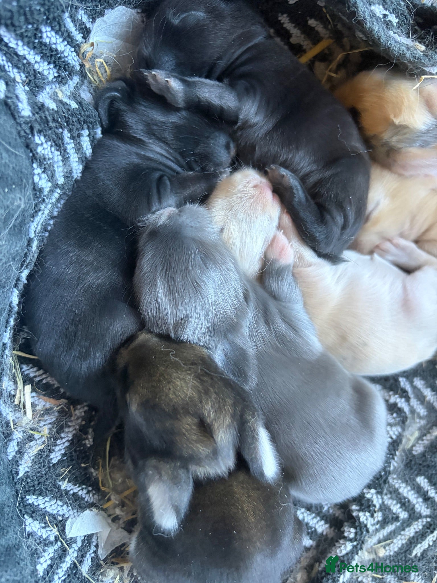Mini Lion Lop rabbits Mini lion lops  - Advert 7