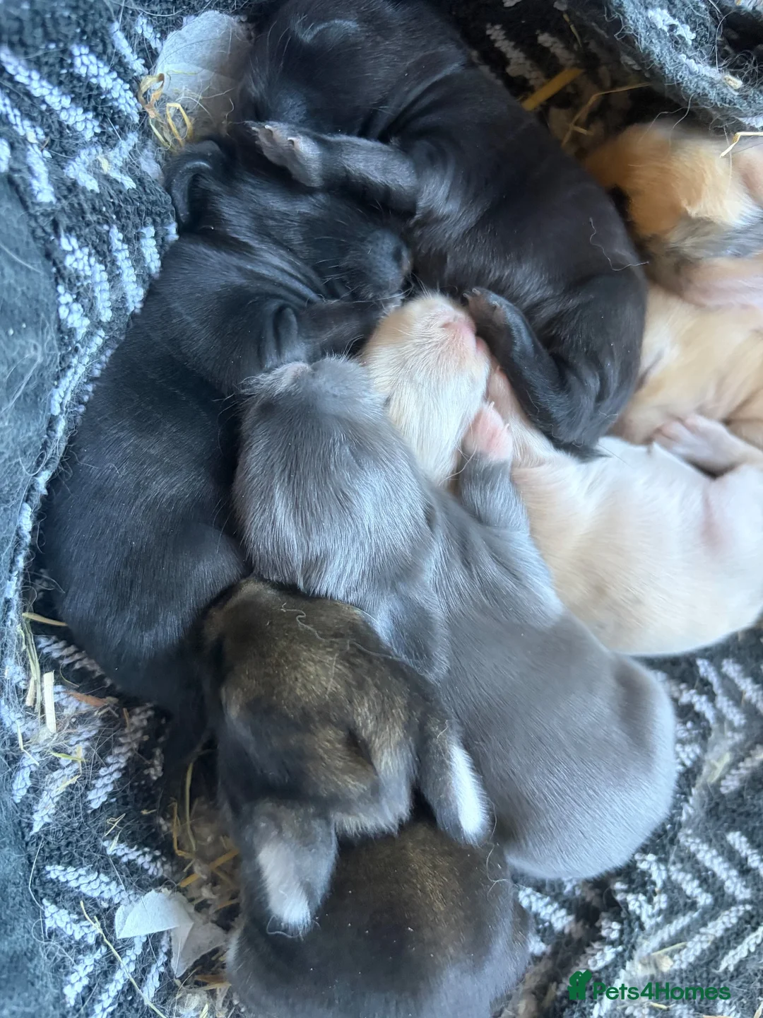 Mini Lion Lop rabbits for sale: Mini lion lops  - Advert 1