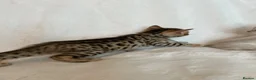 Bengal cats for sale: Stunning Pure Bengal Kittens Ready For Reservation - Advert 24