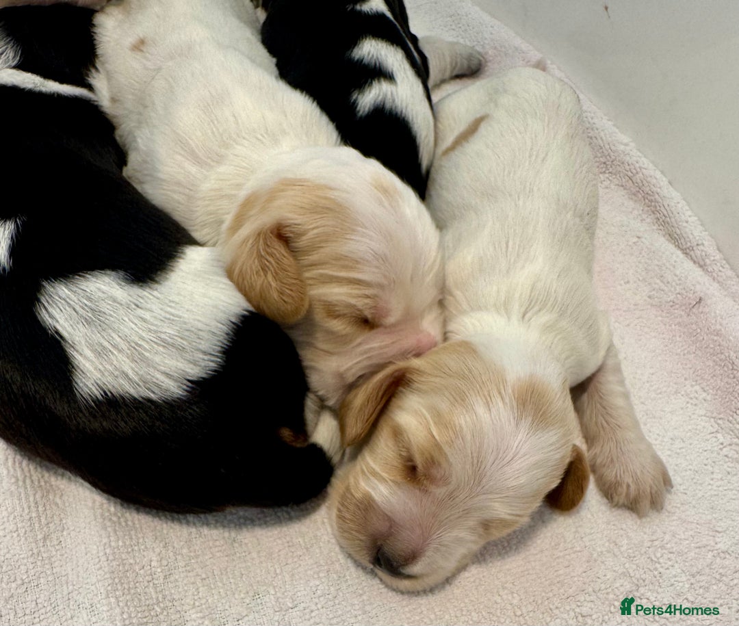 Cocker Spaniel dogs for sale: Pedigree Show cocker spaniels  - Image 6