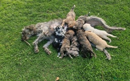 Mixed Breed dogs for sale: Stunning rough coated lurchers - Image 8