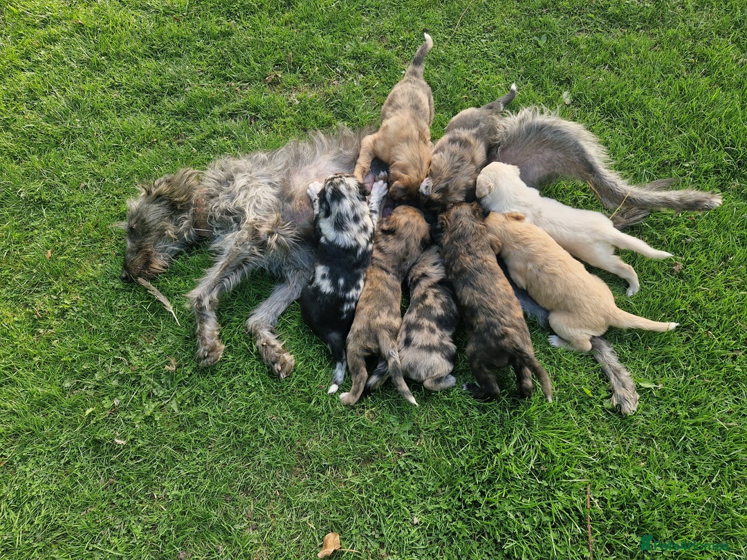 Mixed Breed dogs for sale: Stunning rough coated lurchers - Image 8
