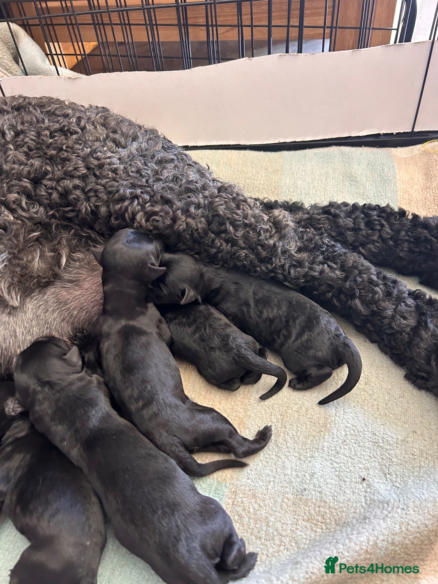 Kerry Blue Terrier dogs KC REGISTERED KERRY BLUE  - Advert 5