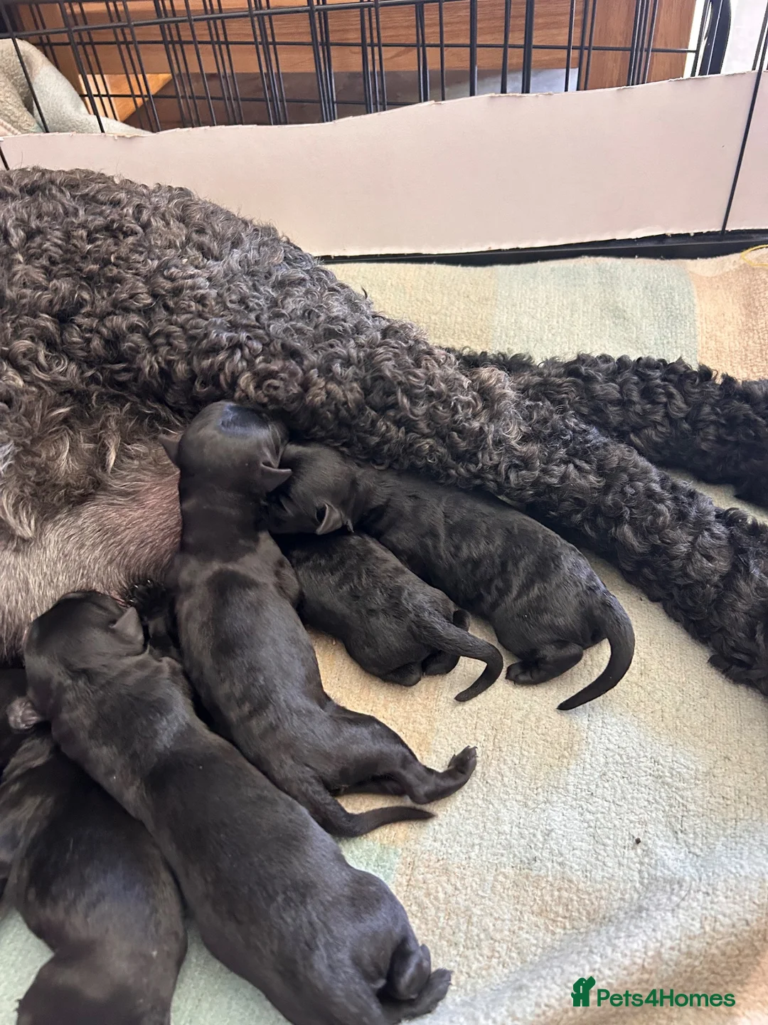 Kerry Blue Terrier dogs for sale: KC REGISTERED KERRY BLUE  - Advert 1