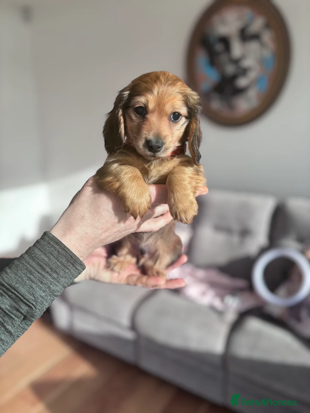 Miniature Dachshund dogs for sale: Dachshund miniature longhaired - Advert 10