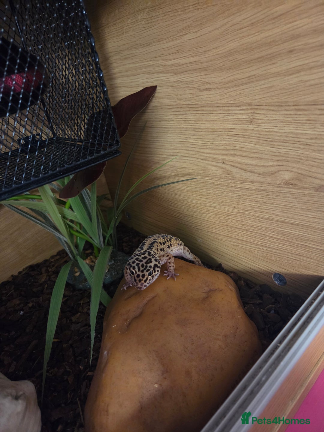 Leopard Gecko reptiles for sale: Leopard Gheko 3 years old - Advert 4