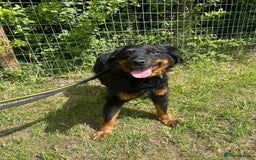 Mixed Breed dogs for adoption: Paige - Norwich Norfolk  - Image 11